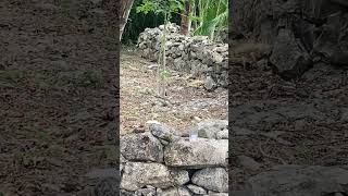 Animal attack iguana fight in Cozumel Mexico asmr lizard fight america [upl. by Porche542]