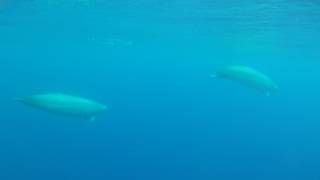 First underwater video of True´s beaked whales [upl. by Thgiwed]