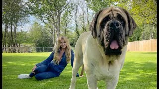 THE ENGLISH MASTIFF  THE WORLD’S HEAVIEST DOG [upl. by Sac]