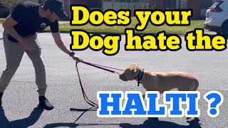 Does your dog hate the Halti Try this [upl. by Ahsaercal]