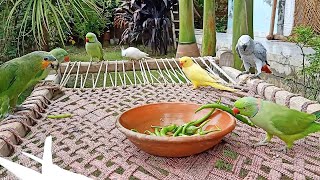 Parrots Love Eating Chilies [upl. by Nnylarak614]