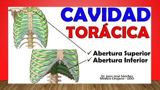 🥇 CAVIDAD TORÁCICA Tórax Óseo ¡Fácil Explicación [upl. by Saeger335]