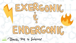 endergonic and exergonic reactions [upl. by Chader]