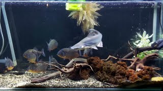 Piranhas vs Freshwater Ir Shark LIVE Feeding Frenzy [upl. by Tisdale]