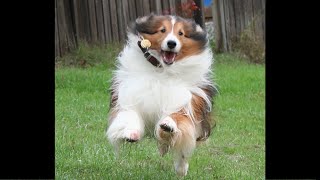 BEST Shetland Sheepdog 🤣 Funny Videos Of All Time [upl. by Delanos]