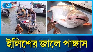 পদ্মা নদীতে জেলেদের জালে ধরা পড়ছে লাখ লাখ টাকার পাঙ্গাস  Pangas Padma river  RtvNews [upl. by Wiencke]