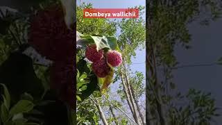 Dombeya wallichii plants FloweringPlants FloralShorts GardenShorts FlowerPower BloomingBeauty [upl. by Nahtahoj49]