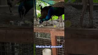 Peacock Diet What To Feed Your Peacock shorts shortvideo [upl. by Reinaldo789]