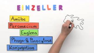 Einzeller  Biologie  Biologie der Zellen [upl. by Britteny]