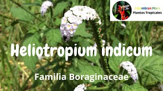 Descubre el secreto oculto del Heliotropium indicum o rabo de alacrán [upl. by Erinn479]