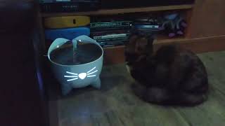 M Vs Pixi™ Smart Fountain  August 282024 [upl. by Rodolphe]