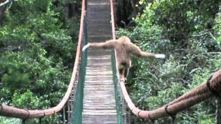 Gibbon on the Monkeyland bridge [upl. by Meirrak]