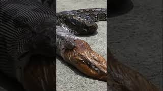 ஆபத்தான கடல் பாம்பு  Laticauda Snake Eating Eel Fish  Tamil Info Share shorts [upl. by Enelrahc]