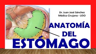 🥇 Anatomía del ESTÓMAGO Fácil Rápida y Sencilla [upl. by Amalberga]