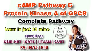 GPCR PATHWAY AND PROTEIN KINASE A ACTIVATION PATHWAY MSc Classes CELL BIOLOGY CSIRNET GATE [upl. by Beal]