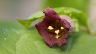 Atropa belladonna  Tollkirsche  deadly nightshade [upl. by Assereht125]