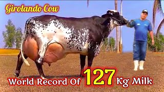 Girolando Cow  Highest Milking Cow In the World  127570 Kg In One Day [upl. by Miharbi]