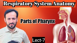 07 Anatomy of Pharynx  Nasopharynx Oropharynx laryngopharynx  Respiratory system  Part2 [upl. by Scrivings130]