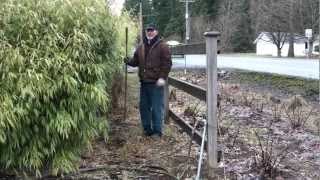 Pruning a Fargesia Rufa hedge [upl. by Airdnoed]