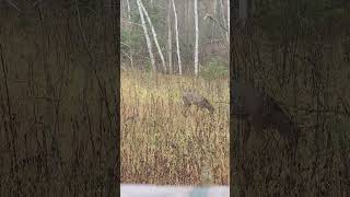 MN Deer Season November 11 2024 Little buck 2 [upl. by Yenduhc]