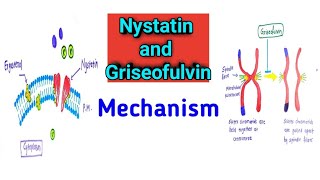 Nystatin and Griseofulvin Mechanism of action [upl. by Elsa]