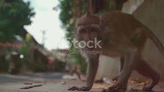 RealLife Jumanji Monkeys Escape in South Carolina facebook facts animals wildlife [upl. by Kozloski985]