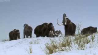 ICE AGE Walking With Beasts BBC [upl. by Eilatan763]