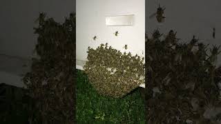 Night View  Melifera Bee  shortvideo youtubeshorts HamroMedia  Bee keeping Nepal 2024 [upl. by Ekal]