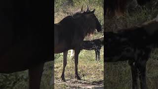 WILD CHASE WILDEBEEST TRY TO ESCAPE FROM HUNGRY WILD DOGS wildebeests phikphikmykitty [upl. by Ivek]