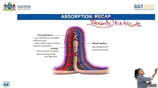 Animal Nutrition  Assimilation amp Egestion Homeostatic Control of Blood Glucose [upl. by Hairakcaz]