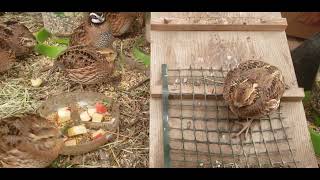 Bobwhite Quail on the New Moon🐥🌘🌷 [upl. by Holmun]