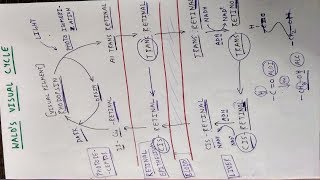 Walds Visual Cycle or Visual Cycle  Eye  TCML and ENMEDER [upl. by Balbur]