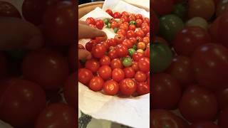 Frozen tomatoes versus normal tomatoes music tomatoes ￼ [upl. by Abisia]