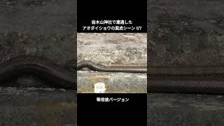 岩木山神社で遭遇したアオダイショウの脱皮シーンその１ 岩木山神社 ヘビ 脱皮 神様 アオダイショウ 金運 [upl. by Ettezil984]