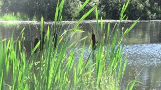 Bulrushes in the summer breeze [upl. by Fayina]