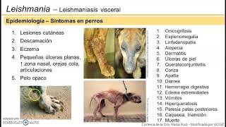 Leishmaniasis visceral  Epidemiología [upl. by Zelten149]