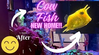 baby cow fish new home reeftank mixedreef cowfish waterboxaquariums [upl. by Rothstein]