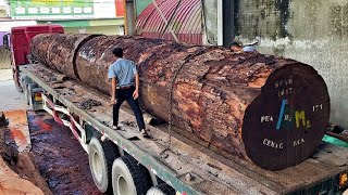 Amazing Sawmill Wood Cutting  Super Giant Wood Tree Saw Millennial Treasure In The Jungle Bushy [upl. by Alberta]