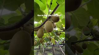 New technique for growing kiwi plant kiwi kiwigreen farming viral garden shorts [upl. by Nytsirt603]