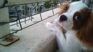 Cavalier King Charles Spaniel Puppy Barking [upl. by Ailel]