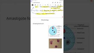 Leishmaniasis part1 Parasitology [upl. by Kalle]