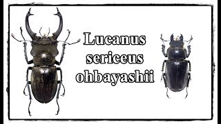 Lucanus sericeus ohbayashii  Präparation  Mounting [upl. by Ertnom823]