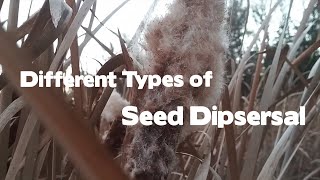 Different Types of Seed Dispersal [upl. by Rialcnis]