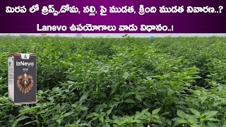 Dhanuka Lanevo Insecticide Lanevo Dhanuka New Insecticide  Lanevo Insecticide Telugu  Lanevo [upl. by Polly]