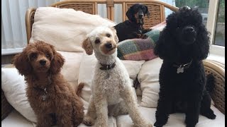 Our Miniature Poodle video clip reel  Featuring Felix Mabel and Blossom [upl. by Kylynn]