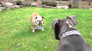 Pitbull vs Bulldog [upl. by Oleta]