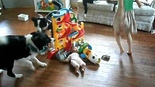 border collies herding kids [upl. by Lenwood656]