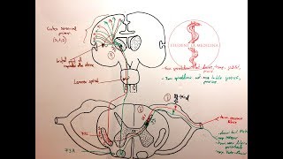 Neuroanatomie  Fasciculele Spinotalamice [upl. by Bunting]