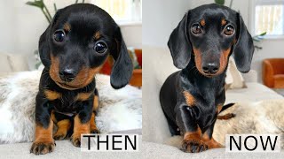 Then and Now Dachshund from puppy to adult [upl. by Aeynod512]