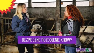 KrowaTV Bezpieczne rozdojenie krowy mlecznej [upl. by Enileuqaj239]